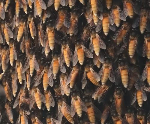 Réf. 328 581 : Apis dorsata
